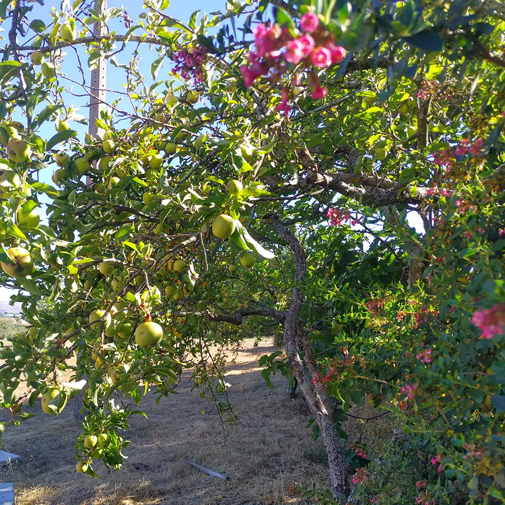 Apple compote making