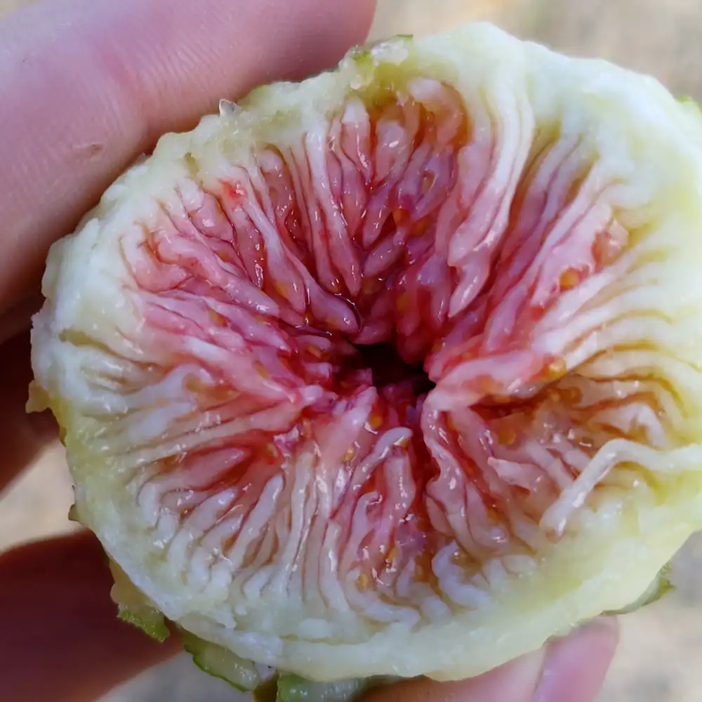 Jam and juice making