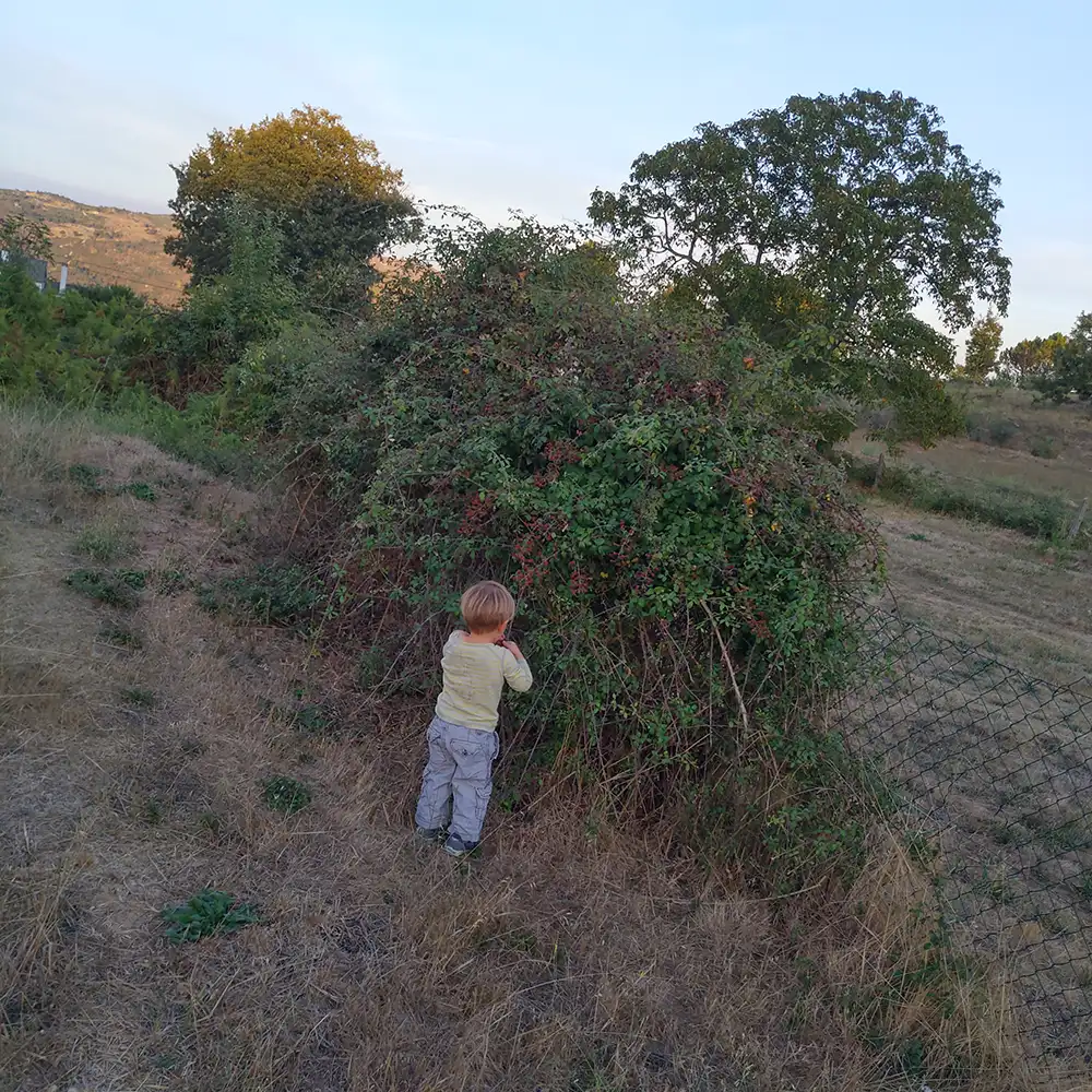 Jam and juice making
