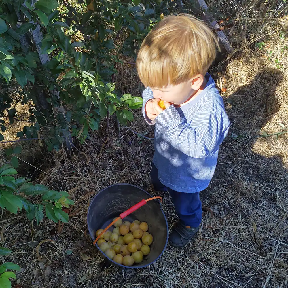 Jam and juice making