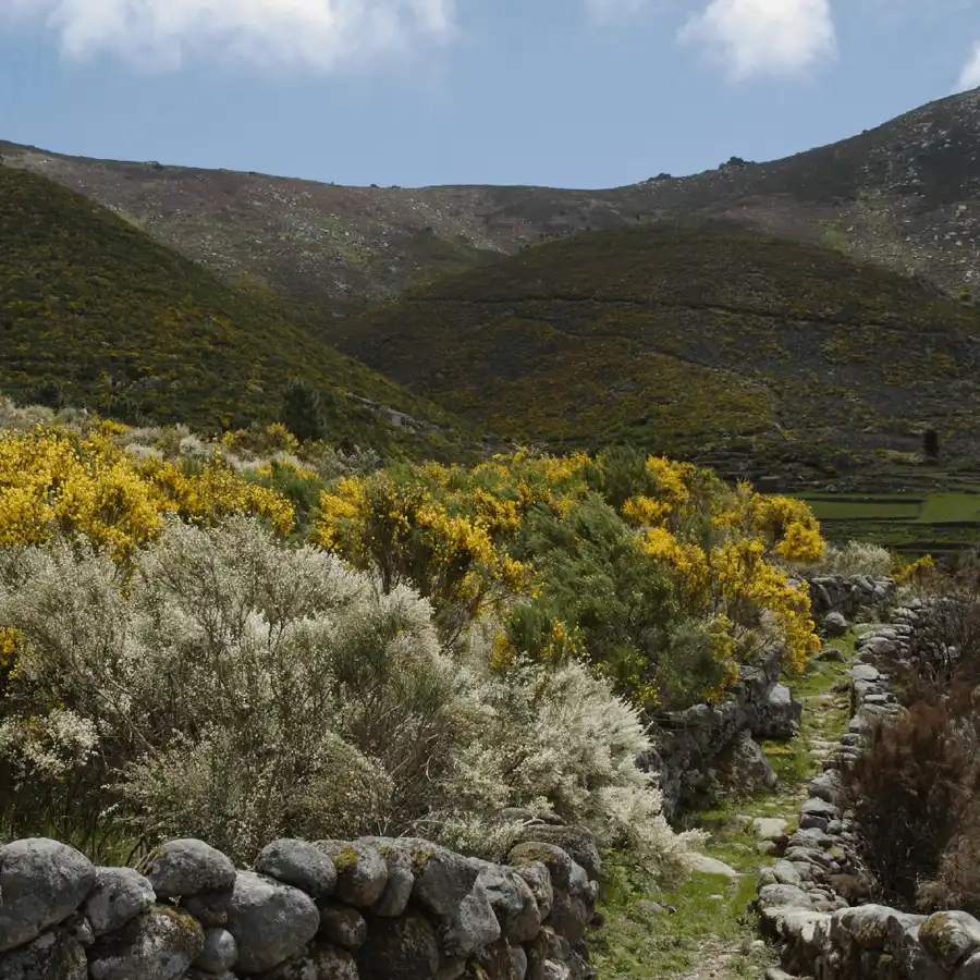 Paisaje serrano con flores silvestres y encanto rural en la Serra da Estrela.
