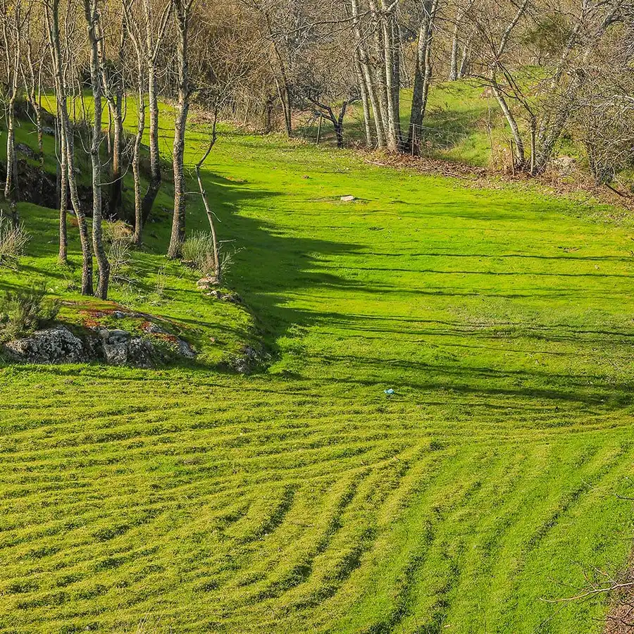 Campo serrano con ganado, luz matinal y ambiente tranquilo en la Serra da Estrela.