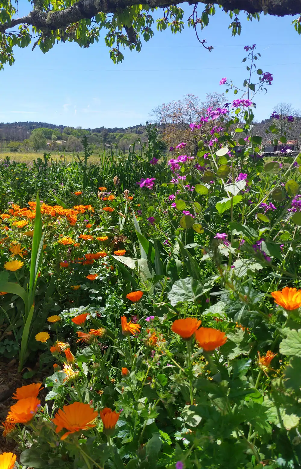 Jardín florido en la Serra da Estrela: colorido, tranquilidad y naturaleza exuberante.