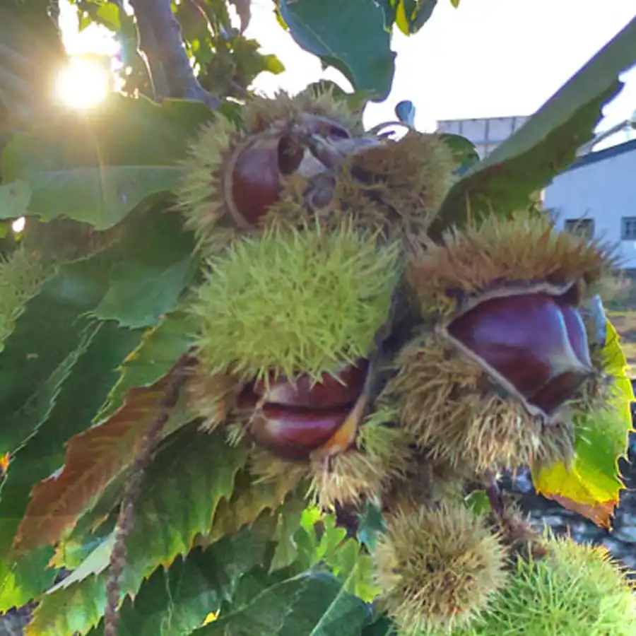 Bayaes verdes en rama, luz otoñal en la Serra da Estrela.