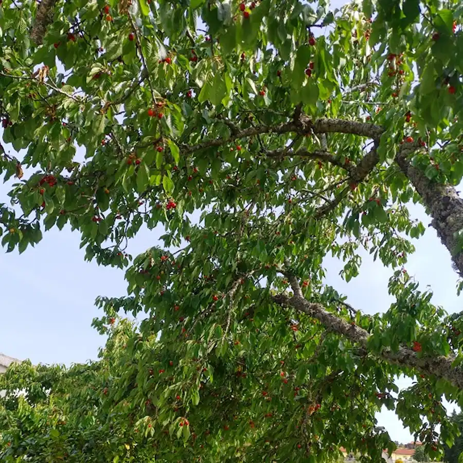 Árbol frondoso con bayas rojas, promesa de vida y naturaleza exuberante.