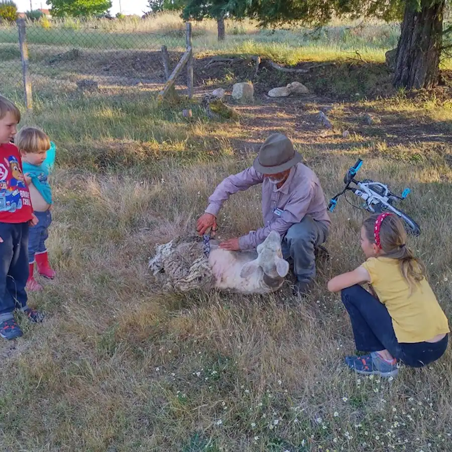 Trabajo rural: esquila de ovejas en la montaña, tradición y naturaleza.