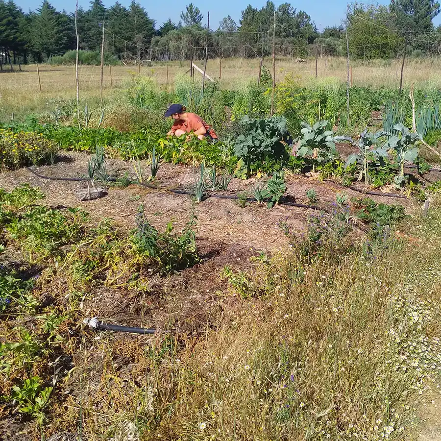 Farm to Table workshop