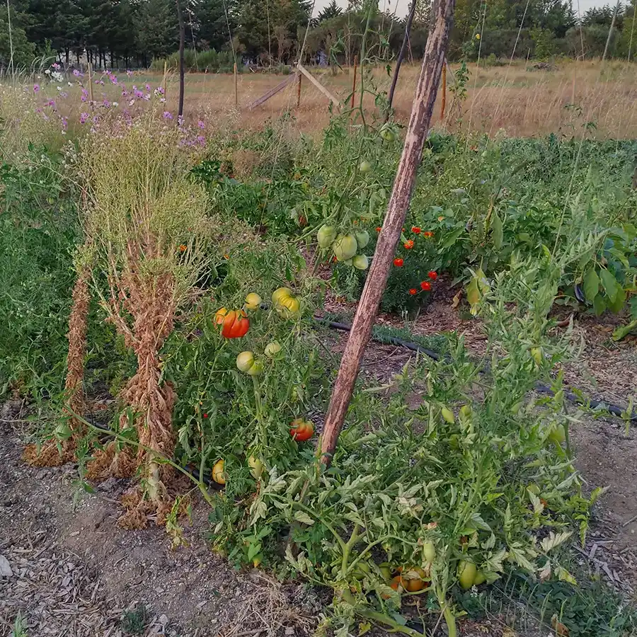 Farm to Table, gardening, workshop, sustainable living, self-reliance, resilience