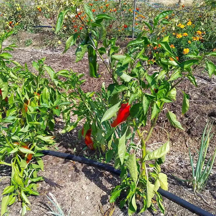 Farm to Table, Workshop, Adults, Soil Preparation, Composting, Planting, Harvesting, Sustainable Living, Self-Reliance, Resilience, Beginner, Explorer, Reconnect with Food, Nature, Community