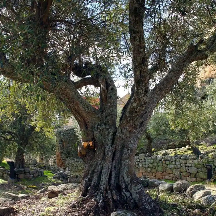 historic village, serra da estrela, portugal, medieval castle, ancient stone houses, exploration, photography