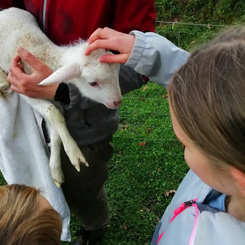 Lamb feeding