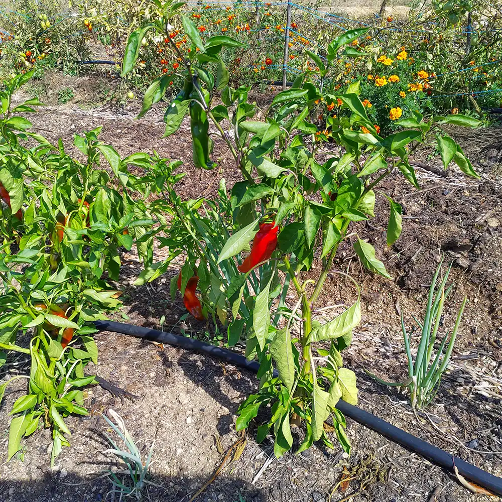 Red peppers