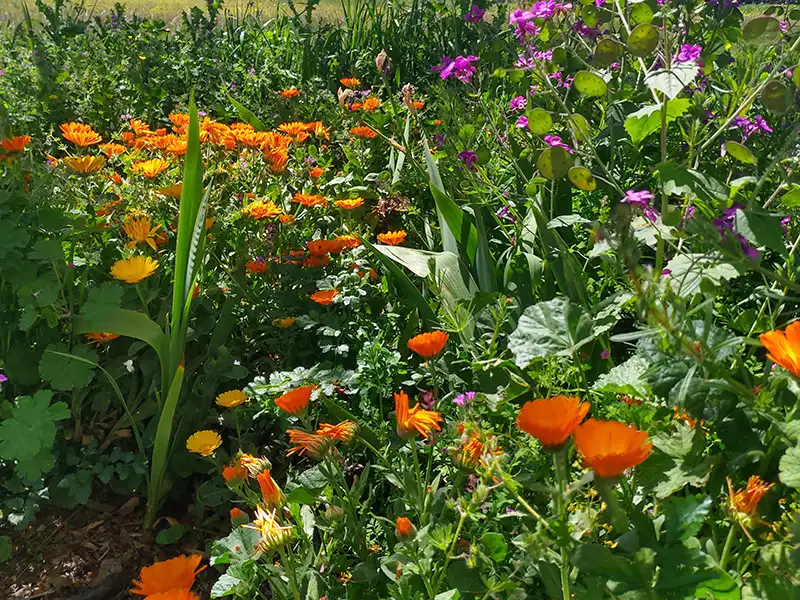 eco-tourism, apartments, gardens
