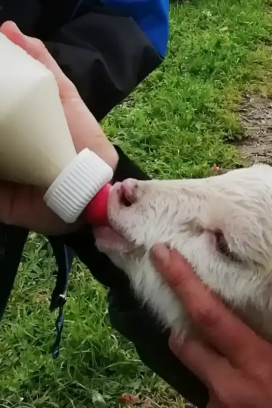 Lamb feeding hands-on experience for children with farm animals