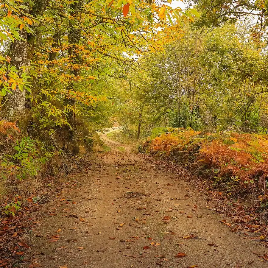 Herfstkleuren langs een rustig bospad in de Serra da Estrela.