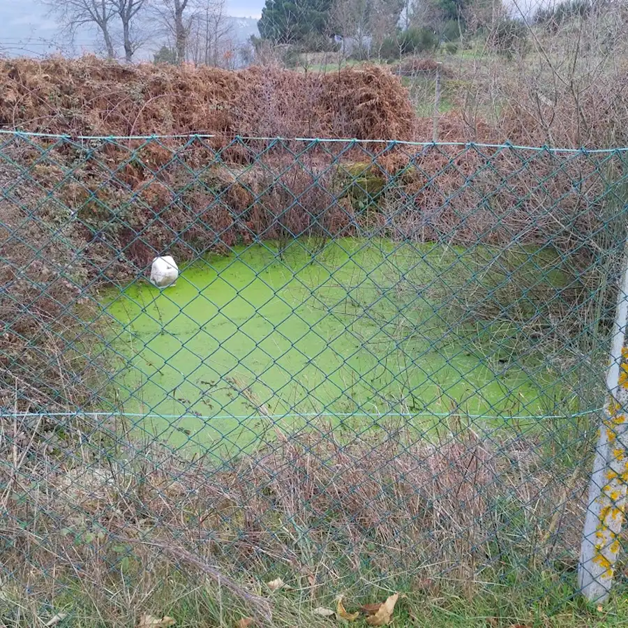 De overgroeide waterput.