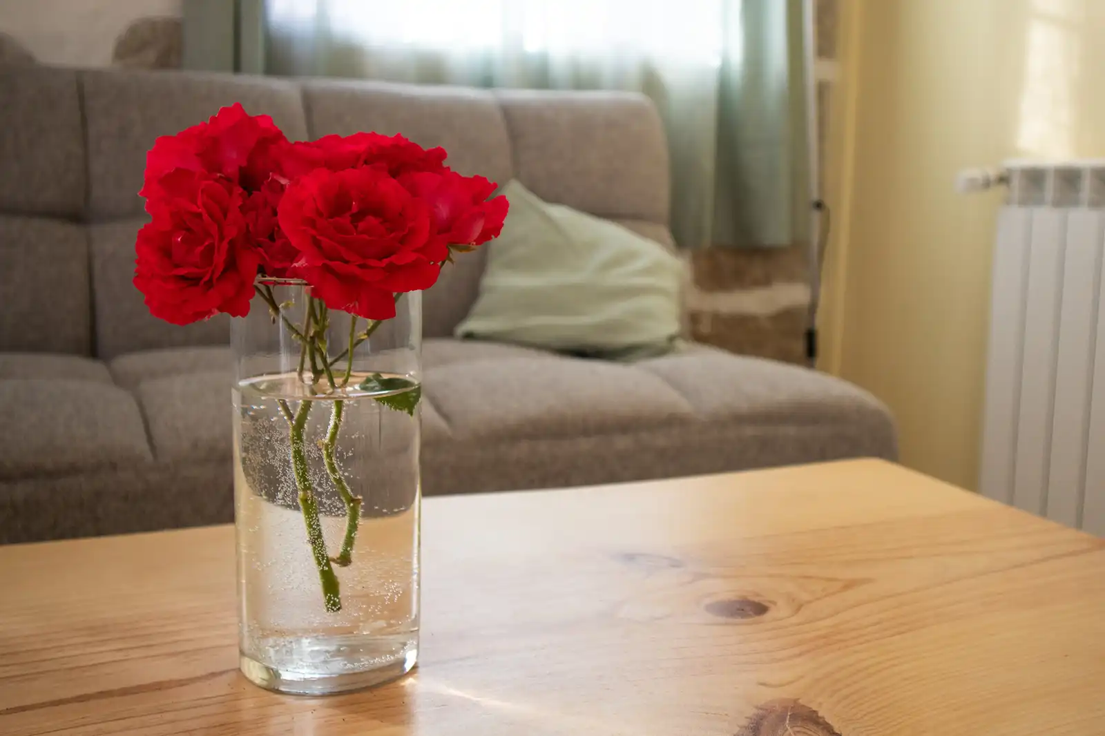 Refúgio acolhedor: rosas frescas num ambiente sereno e convidativo. Flores vermelhas num ambiente acolhedor, perfeito para uma pausa na Serra da Estrela.