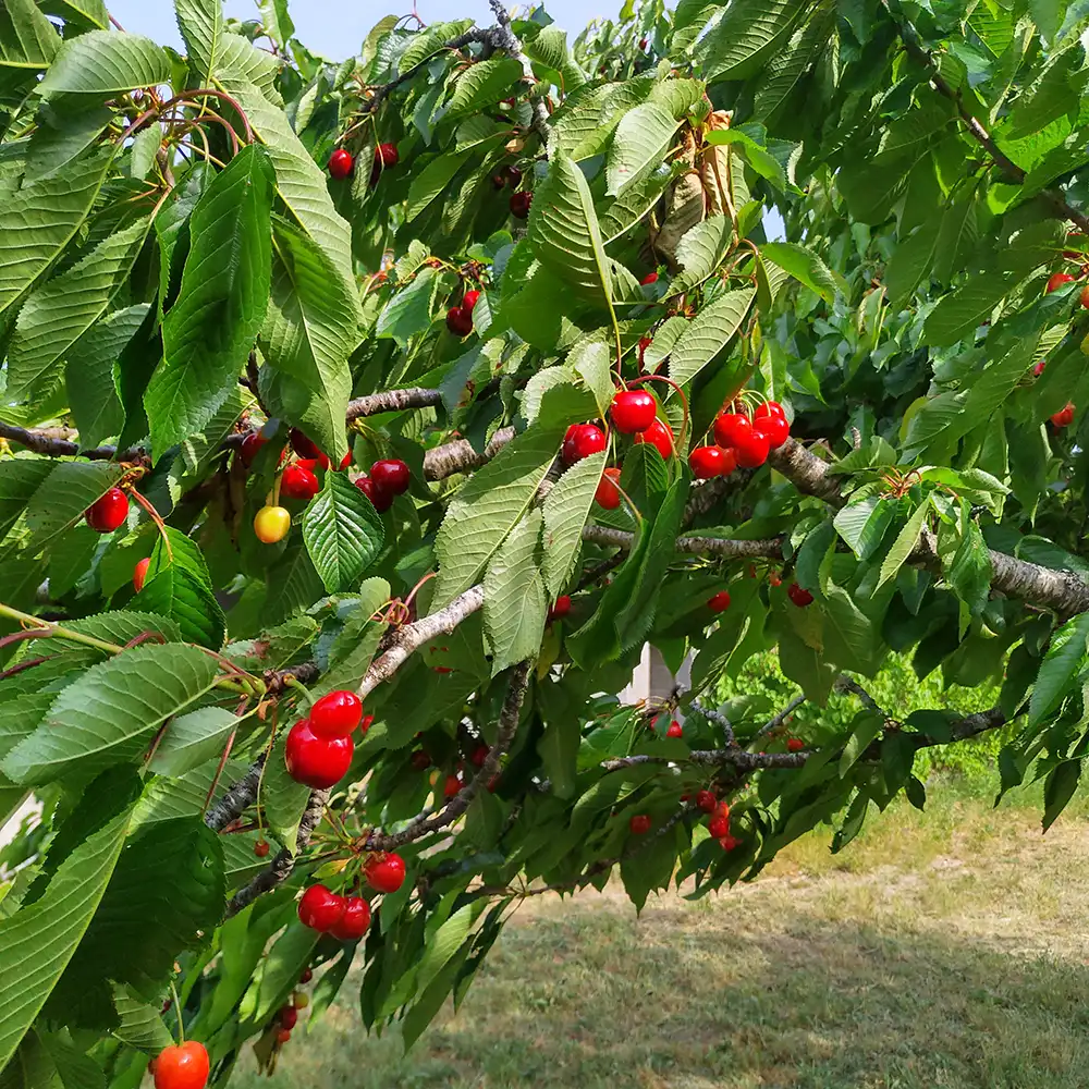 Cherry picking
