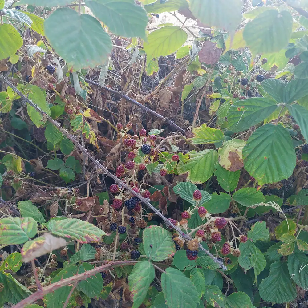 Jam and juice making