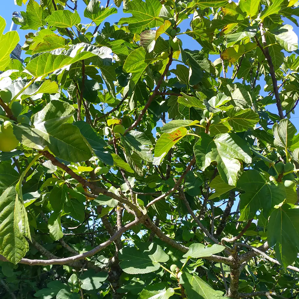 Jam and juice making