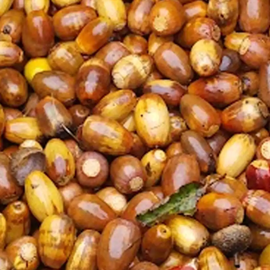 A cabdaçal saboroso, colhido na montanha, para um lanche saudável e natural.